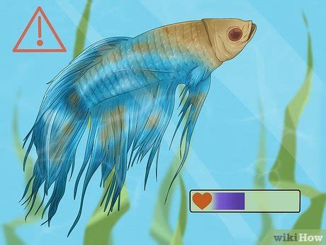 How to Take Care of a Siamese Fighting Fish: 10 Steps .
